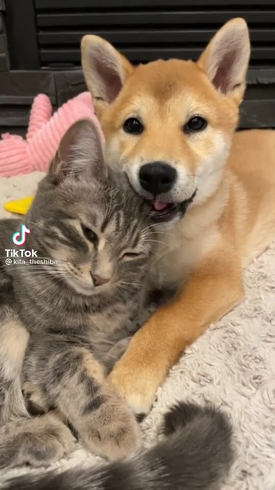 Dog and cats videos