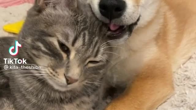 Dog and cats videos