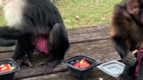 Monkey Picnic