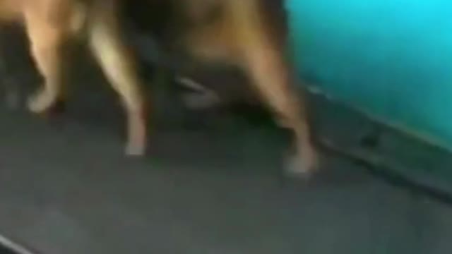 Funniest Cat Videos -- Two Silly Kitties Working Out on a Treadmill #shorts