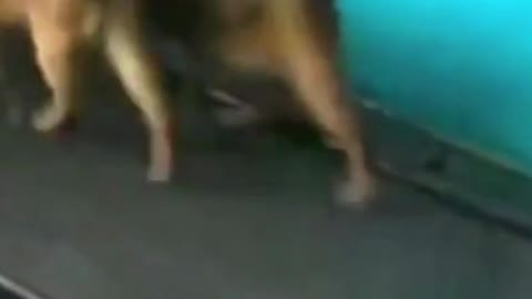 Funniest Cat Videos -- Two Silly Kitties Working Out on a Treadmill #shorts