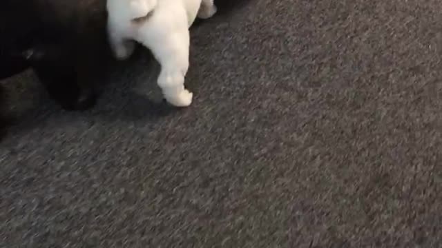Bulldog puppy steals the milk