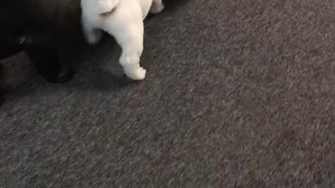 Bulldog puppy steals the milk