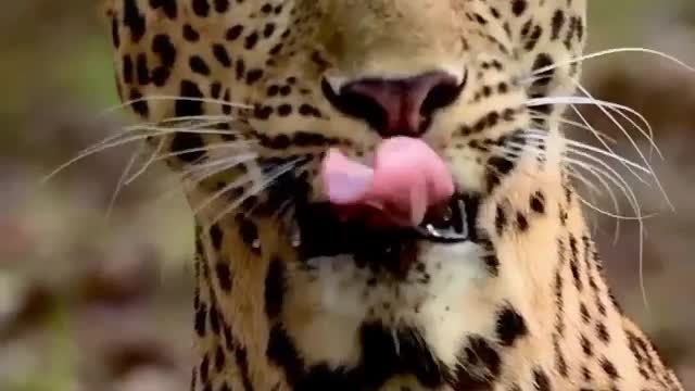 South africa forest leopard hunting🐅🐅🐅🐅