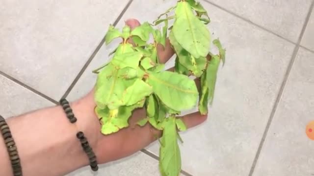 bunch of moving plants