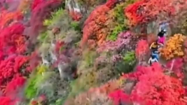 It's autumn, let's go climbing together! Feel the changes in nature.