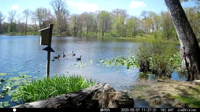 Hickory Creek - Two Canadian Goose Families