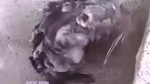 Mouse taking a bath - Funny animals