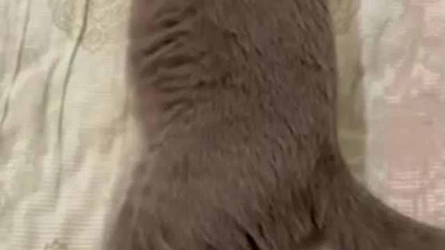 Funniest Cat And Dogs 😂 Funny Animal Videos 2022