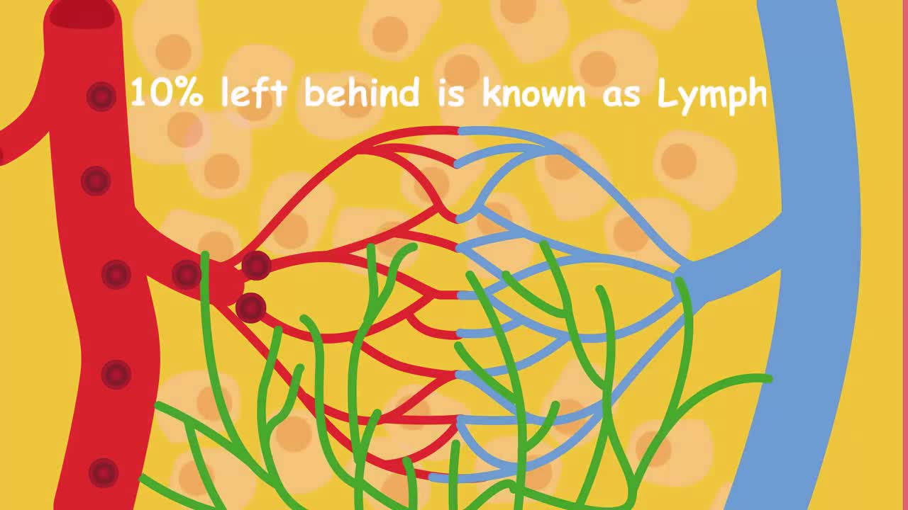 The Lymphatic System | Health | Biology | FuseSchool