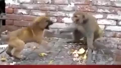 Funny monkey and little dog