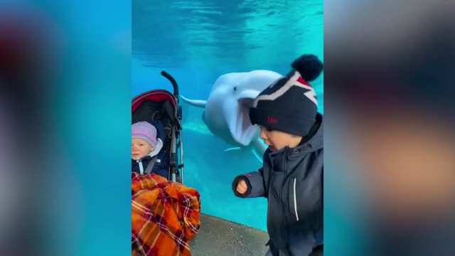 The dolphin scares the little baby🐬🤭 funny video 🤣