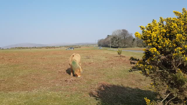 Beautiful pony Grazing