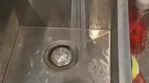 Parrot Splashes Through Water in Sink