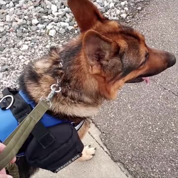 Service dog compilation