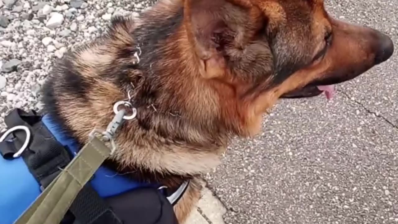 Service dog compilation