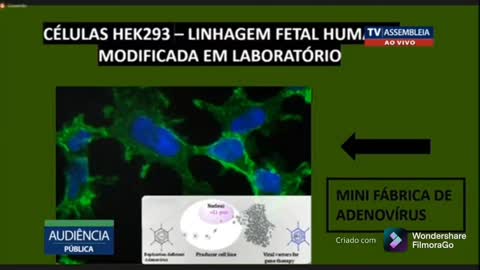 Apresentação da Dra Akemi Shiba mostra a inoculação Pfizer