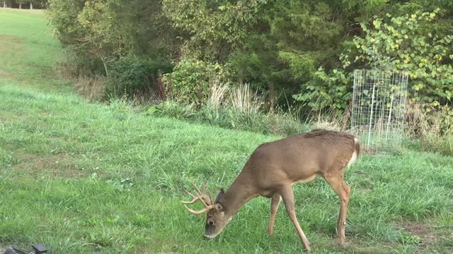 Backyard Buck