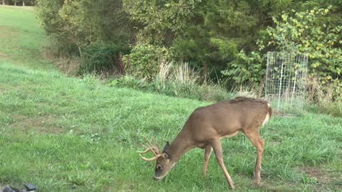 Backyard Buck