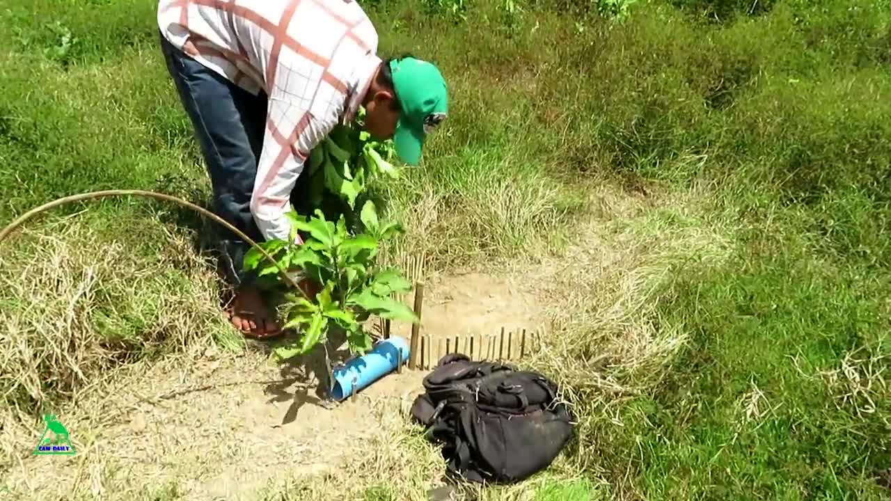 Wow! Awesome Big Python Trap Using PVC Pipe & Branches - How To Make Big Python Snake Trap Work 100%