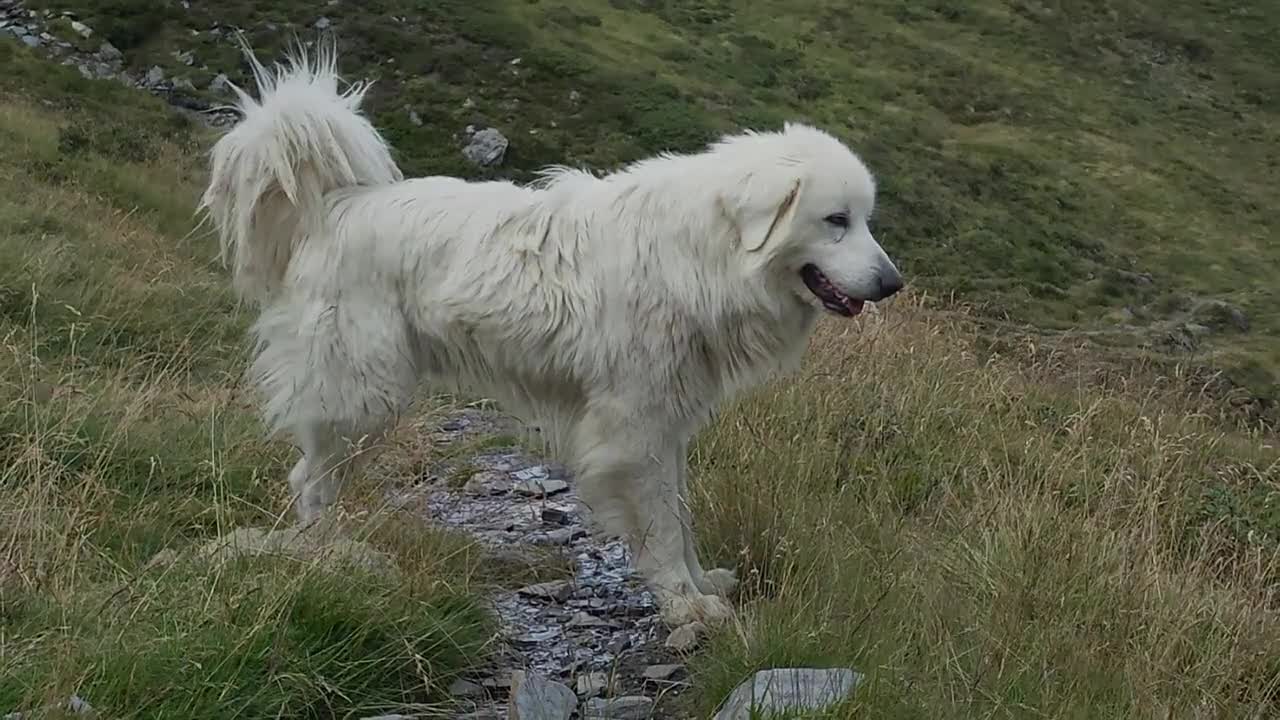 White Dogs - TOP 10 White Dog Breeds🐕