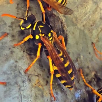 Wasps on a railing / beautiful insects in nature.