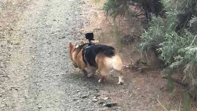 Doug on a walkabout with his GoPro