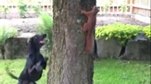 Dog Vs Squirrel Best Funny Moments