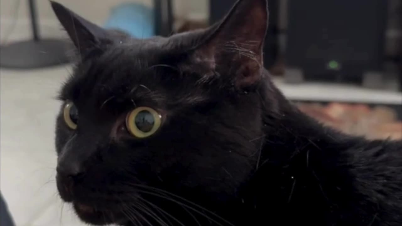 Cute Precious Piper is a Sweet Loving Lap Cat - Adopting a Cat from a Shelter Vlog #shorts