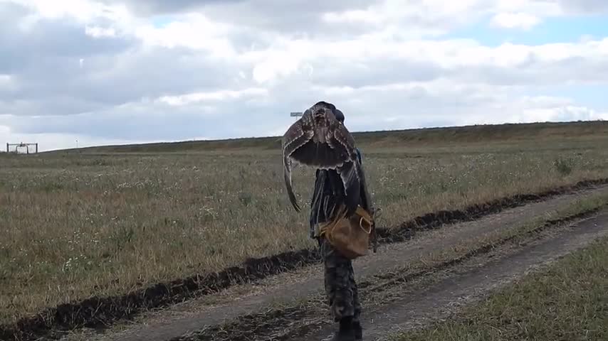 Eagle training in Alaska