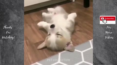 Funny pets playing