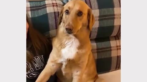 funny dog