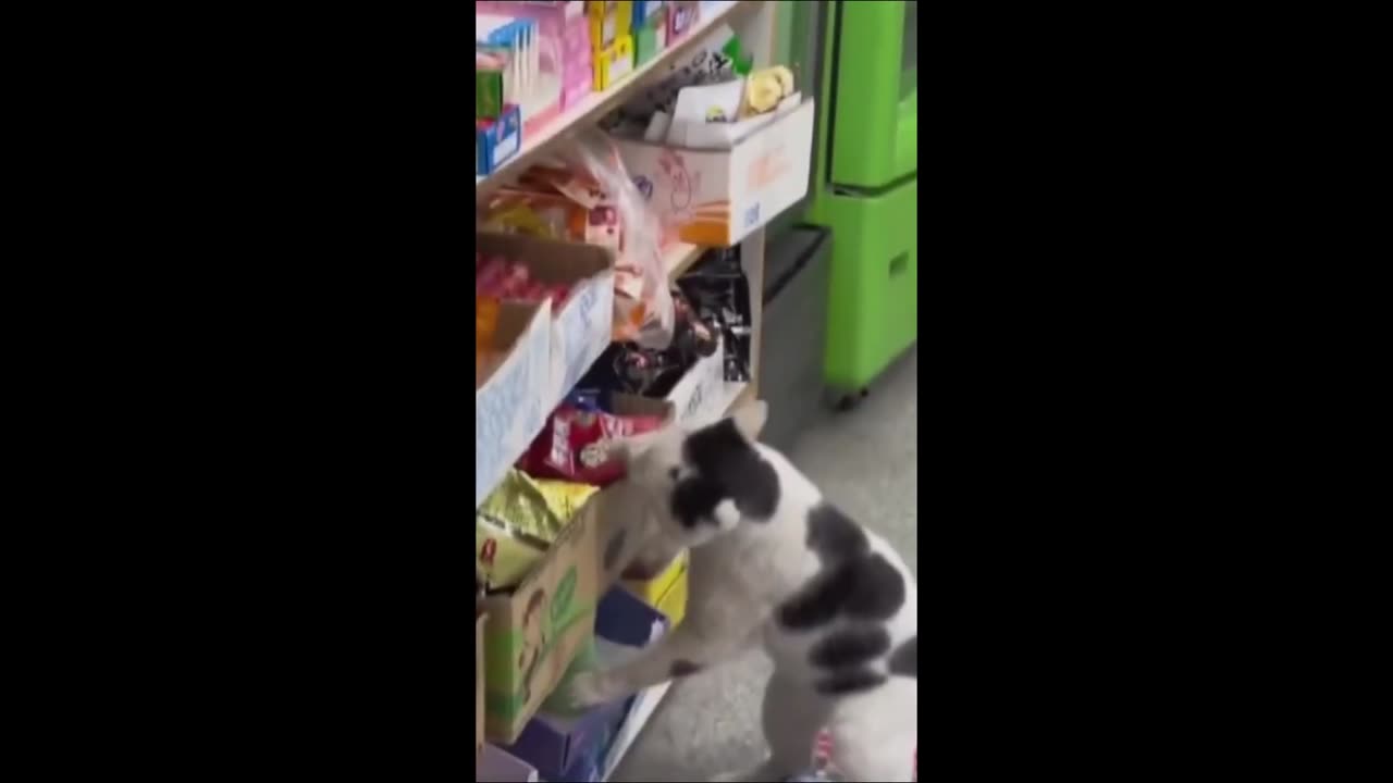 Cat Funny Video