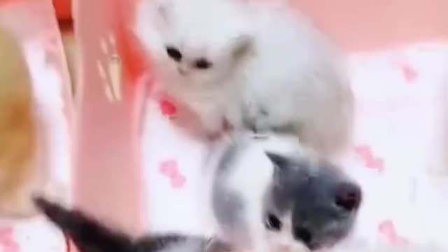 Cutest kittens You will Fall in love | funny cat Shorts videos 2021