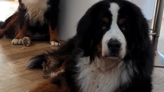 Bernese Mountain Dog refuses to eat fruits