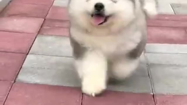 Ultimate Baby Dog-So Cute And Funny Dogs video