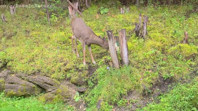 Young buck explores his surroundings