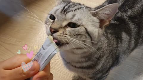 Cats are always thirsty