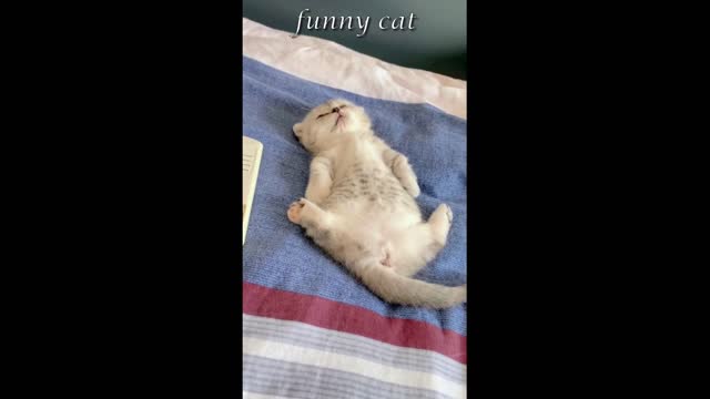 Funny cat