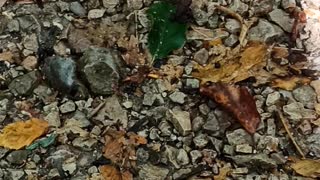 Wood Frog - Rana Sylvatica