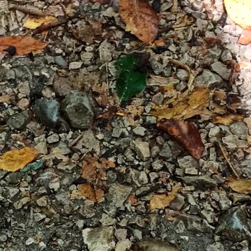 Wood Frog - Rana Sylvatica