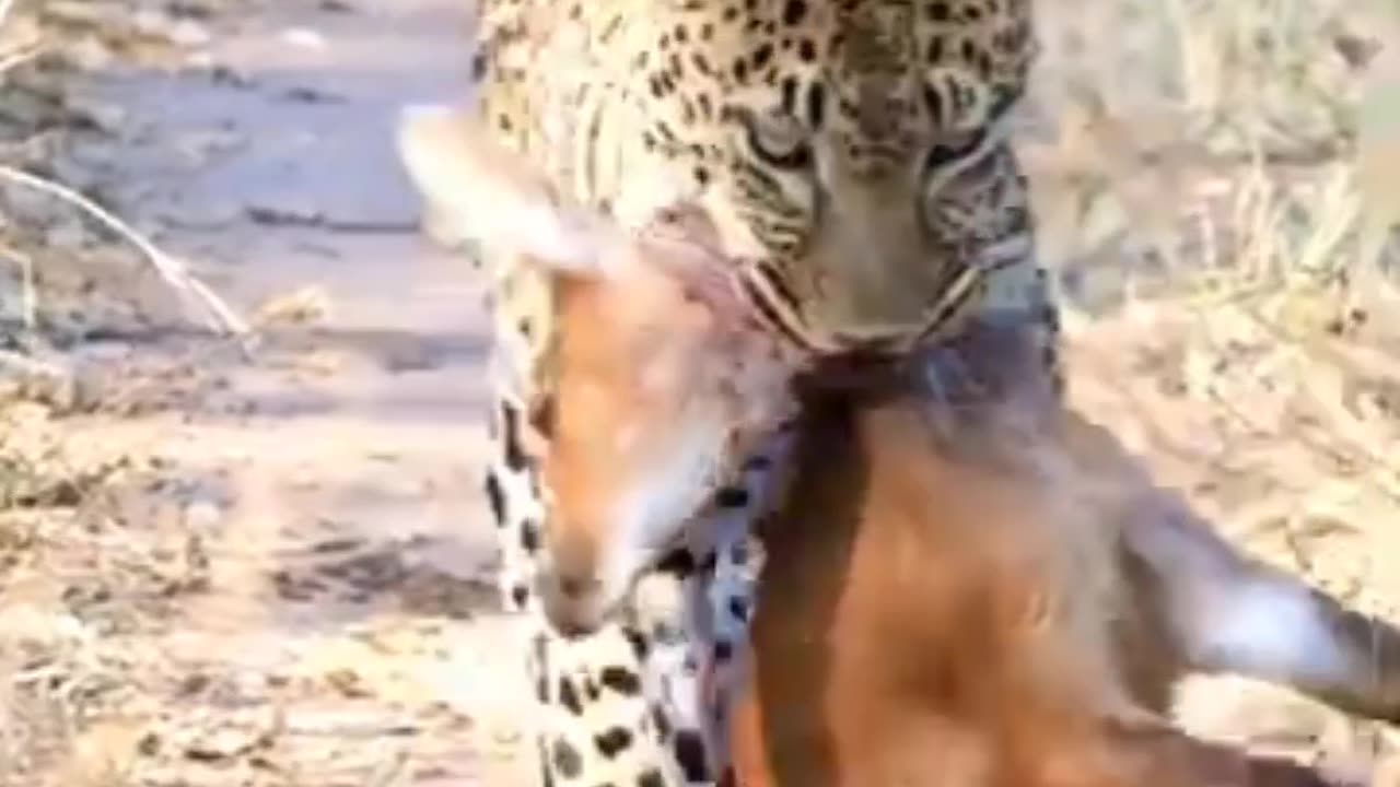 Leopard’s Successful Hunt