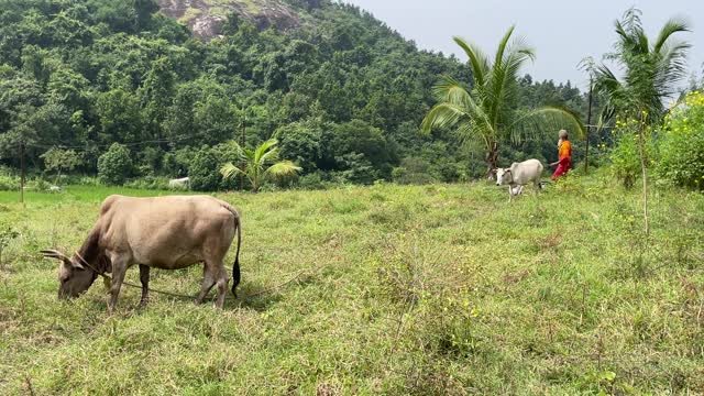 Dayalu Baba Takes His Cows Out to Graze