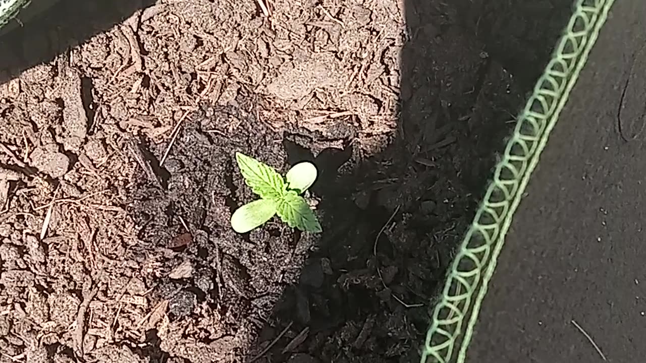 Leaves on my watermelon autoflowers