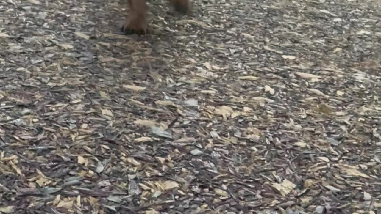 Dachshund Bravely Chases Zipline