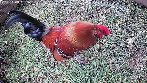 bantam fowl