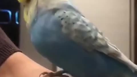 FUNNY!! Bird sings a cute song