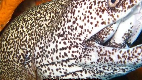 Electric Eel Fish Videos For Kids || Amazing Facts About Electric Eel Fish