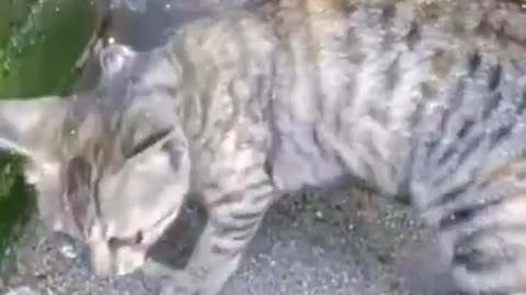 Animal Antics: Funniest Moments from the Animal Kingdom!
