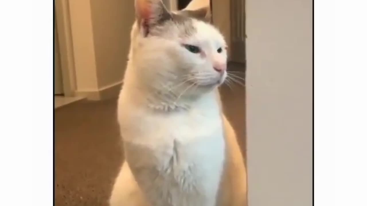 Cute cat her deep voice